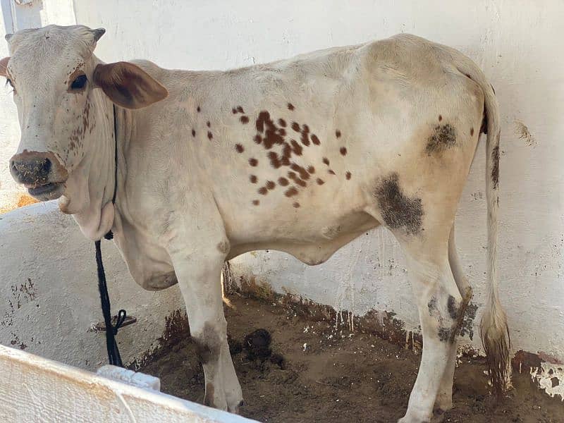 cow female 0