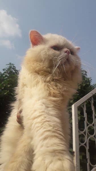 pure Persian male triple coated 0