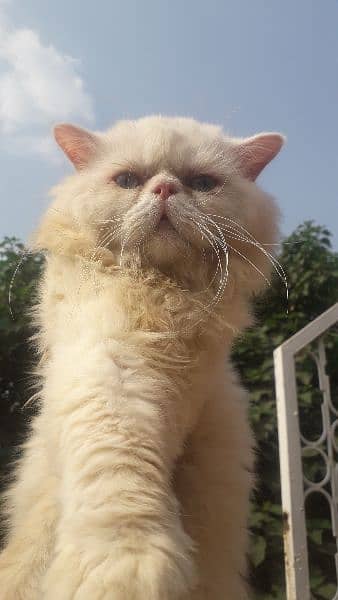 pure Persian male triple coated 1