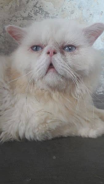 pure Persian male triple coated 2