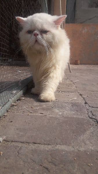 pure Persian male triple coated 3