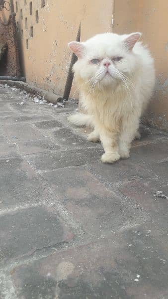 pure Persian male triple coated 4