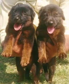 German Shepherd double coat male female pair 2 month for sale