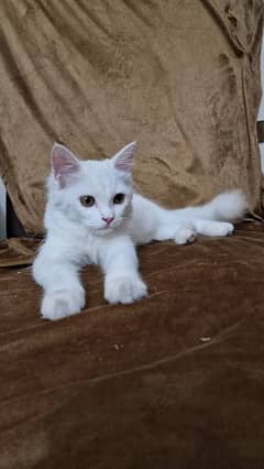 Cute Persian Tripple Coated fluffy kitten