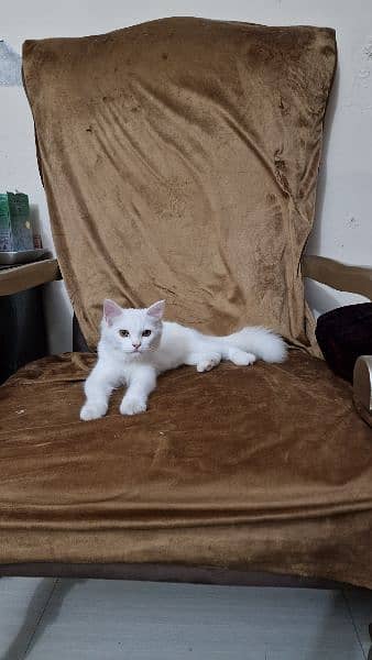 Cute Persian Tripple Coated fluffy kitten 2