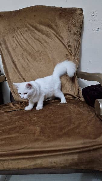 Cute Persian Tripple Coated fluffy kitten 3