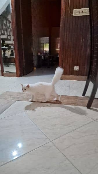 Cute Persian Tripple Coated fluffy kitten 5