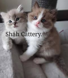 Persian Kittens / Ragdoll Kittens / Ragamuffin Kittens.