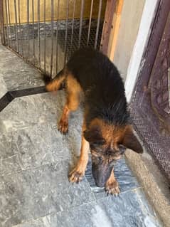 germen shepherd male puppy fully vaccinated