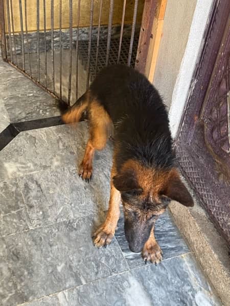 germen shepherd male puppy fully vaccinated 0