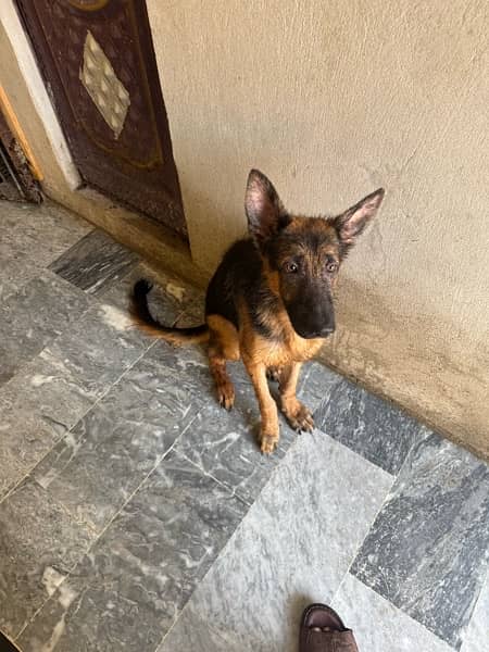 germen shepherd male puppy fully vaccinated 1