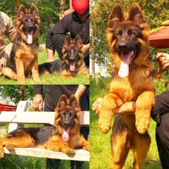 Tripple coat German shepherd pair