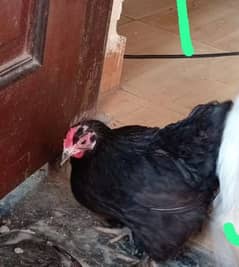 active and healthy bantam pair available