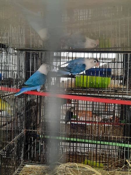 Blue / Turquish opline male 
Violet ewin opline female 
 
All perfect 4