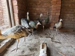 03277366255 contact peacock Moor chicks available Multan +khanewal 0