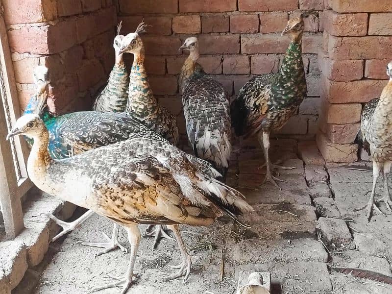 03277366255 contact peacock Moor chicks available Multan +khanewal 1