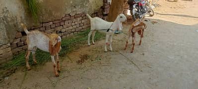 MashAllah Makhi cheena male pair or rajanpuri path