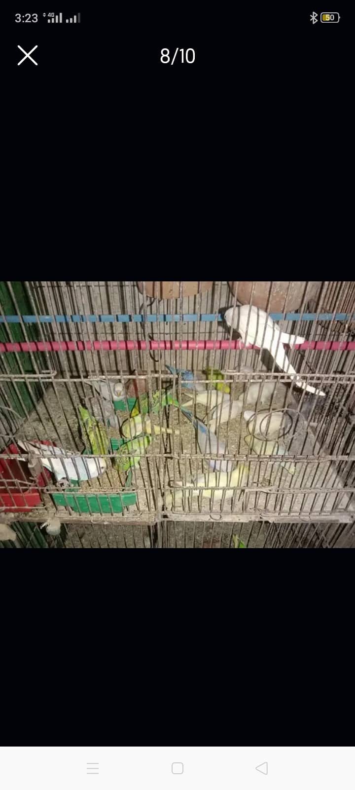 Breeder Pair For Sale 10