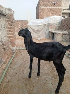 Amritsari beetar pair or ak teddy bakri makhi cheeni