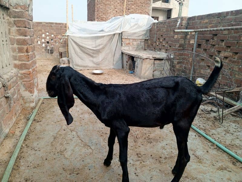 Amritsari beetar pair or ak teddy bakri makhi cheeni 1