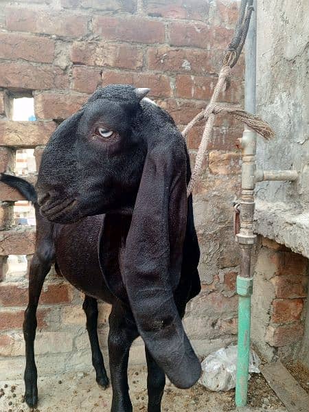 Amritsari beetar pair or ak teddy bakri makhi cheeni 3