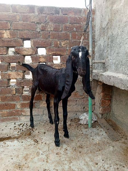 Amritsari beetar pair or ak teddy bakri makhi cheeni 4