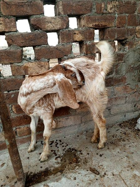 Amritsari beetar pair or ak teddy bakri makhi cheeni 13