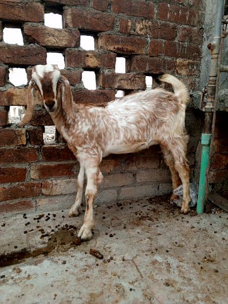 Amritsari beetar pair or ak teddy bakri makhi cheeni 15