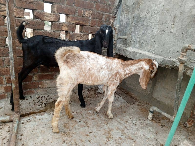 Amritsari beetar pair or ak teddy bakri makhi cheeni 19