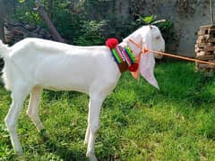 Urgent sale. . Pure white gulabi goat for sale,Goat 0