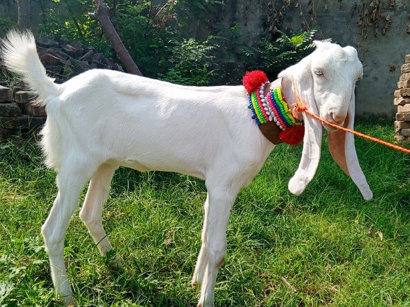 Urgent sale. . Pure white gulabi goat for sale,Goat 1