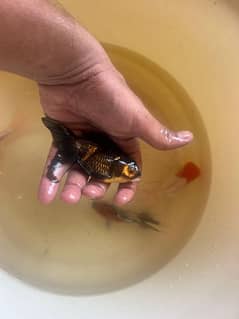 Oranda Goldfish looking for new shelter