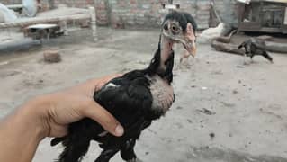 Pure Aseel Thai cros Long height chick's for sale 0