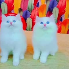 persion cat available my WhatsApp number 03238950275 0