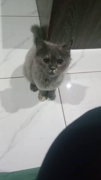 persian punch cat 3 triple coat active kitten 3