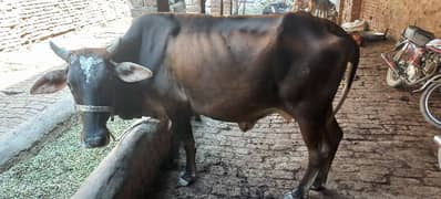 Desi Freezan  Cow with bachara 0