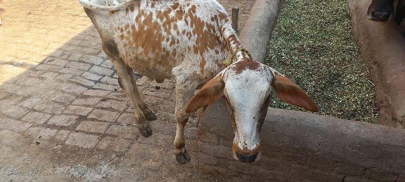 Desi Freezan  Cow with bachara 2