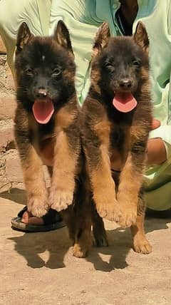 German Shepherd double coat male and female showclock all Pakistan