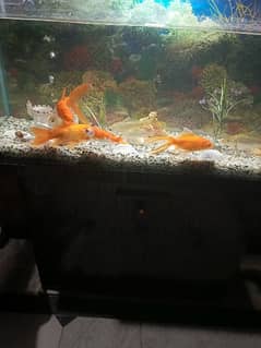 fish acquarium