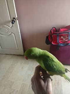 ringneck parrot handtame patha hai