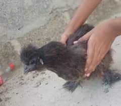 2 silkie black hens 1 cock 2 aseel