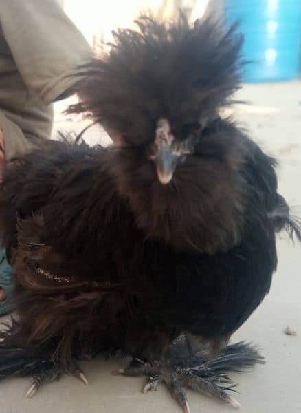 2 silkie black hens 1 cock 2 aseel 1