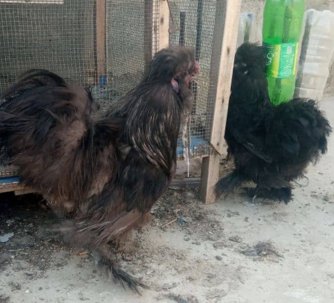 2 silkie black hens 1 cock 2 aseel 2