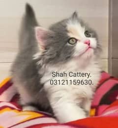 Persian Kittens/ Ragdoll Kittens/ Ragamuffin Kittens