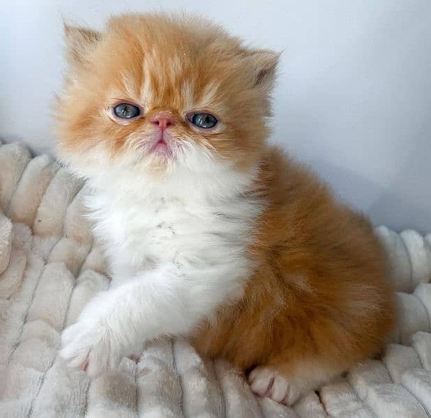 Persian Kittens/Ragdoll Kittens. 1