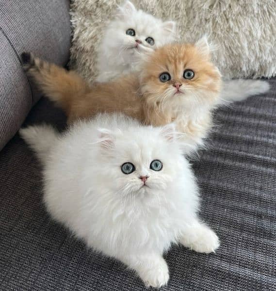 Persian Kittens/Ragdoll Kittens. 3