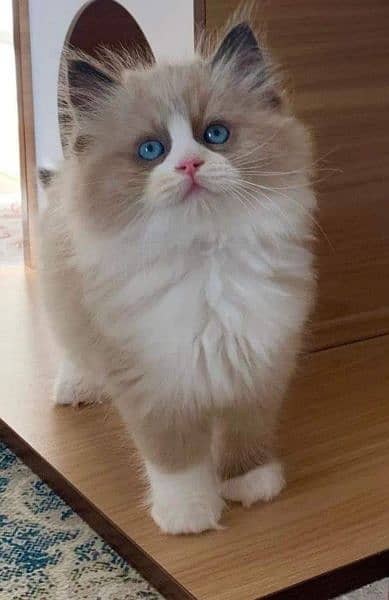 Persian Kittens/Ragdoll Kittens. 5