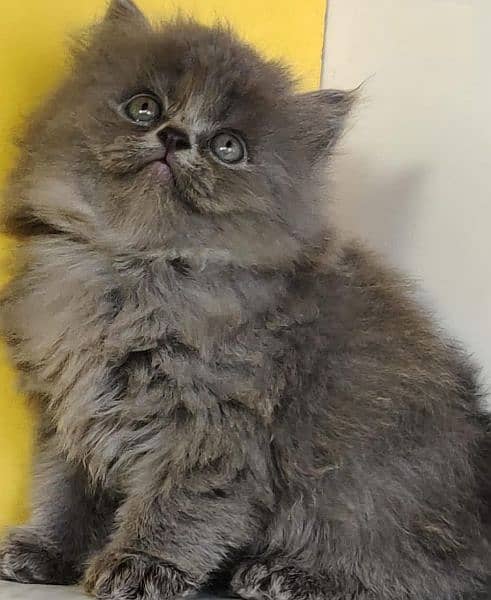 Persian Kittens/Ragdoll Kittens. 6