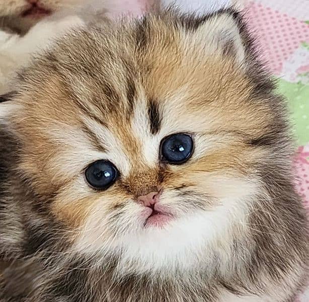 Persian Kittens/Ragdoll Kittens. 7