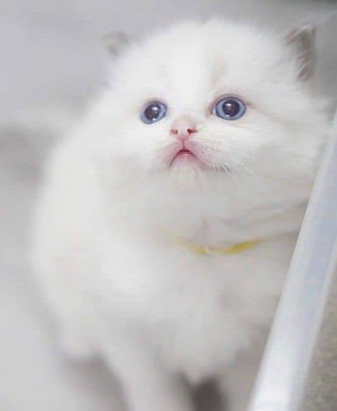 Persian Kittens/Ragdoll Kittens. 11